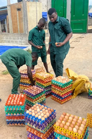Élevage de volailles dans une ferme africaine
